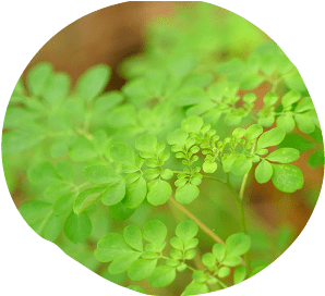 ふるさと村 草花